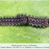 melitaea aurelia daghestan larva3